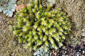 Attēlu rezultāti vaicājumam “Hedwigia ciliata sporophyte”