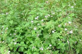 Image result for Ageratum houstonianum