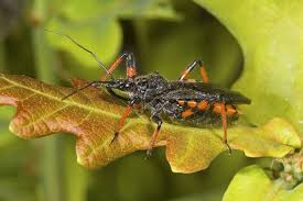 Attēlu rezultāti vaicājumam “Rhynocoris annulatus imago”