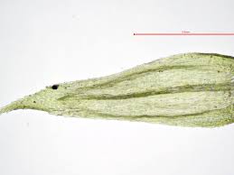 Attēlu rezultāti vaicājumam “Brachytheciastrum velutinum”