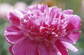 Attēlu rezultāti vaicājumam “Paeonia lactiflora flower”