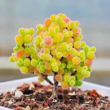 Attēlu rezultāti vaicājumam “Diderma globosum sessile”