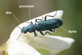 Attēlu rezultāti vaicājumam “Dasytidae”