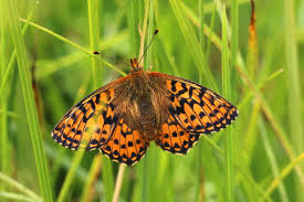 Attēlu rezultāti vaicājumam “Boloria aquilonaris”