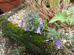 Image result for Campanula formanekiana