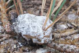 Attēlu rezultāti vaicājumam “Retinia resinella”