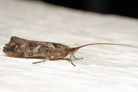 Attēlu rezultāti vaicājumam “Glyphotaelius pellucidus”