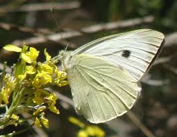 Attēlu rezultāti vaicājumam “Pieris brassicae female”