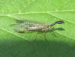 Attēlu rezultāti vaicājumam “Raphidioptera imago”