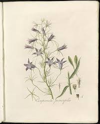 Image result for Campanula rapunculus