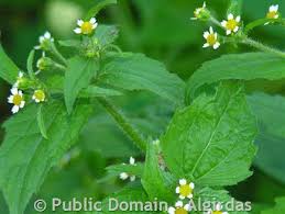 Attēlu rezultāti vaicājumam “Galinsoga quadriradiata leaf”