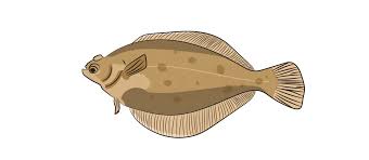 Image result for Limanda limanda