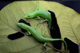 Risultati immagini per dasia smaragdina