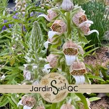 Image result for Digitalis lanata