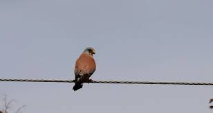 Attēlu rezultāti vaicājumam “Columba livia f. domestica adult”