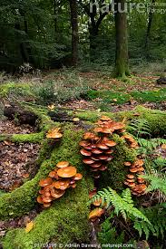 Attēlu rezultāti vaicājumam “Galerina marginata”