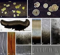 Attēlu rezultāti vaicājumam “Mollisia uda”