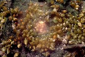 Attēlu rezultāti vaicājumam “Acaulon muticum”