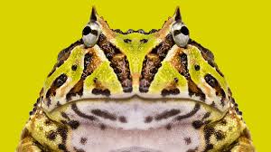 Image result for Ceratophrys ornata