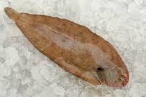 Image result for Solea solea