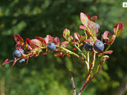 Attēlu rezultāti vaicājumam “Vaccinium myrtillus flower”