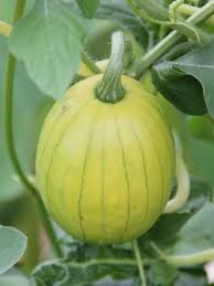 Attēlu rezultāti vaicājumam “Citrullus lanatus leaf”