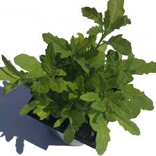 Image result for Chenopodium ambrosioides