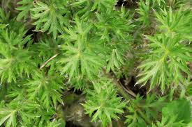 Attēlu rezultāti vaicājumam “Pulsatilla patens leaf”