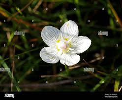 Attēlu rezultāti vaicājumam “Parnassia palustris bud”