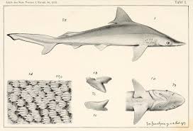 Image result for Rhizoprionodon longurio