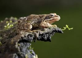 Attēlu rezultāti vaicājumam “Rana temporaria adult”