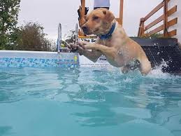 Image result for Biggleswade Sc