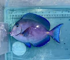 Image result for Acanthurus coeruleus