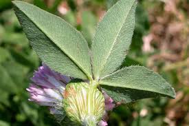 Attēlu rezultāti vaicājumam “Trifolium pratense leaf”