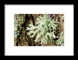 Attēlu rezultāti vaicājumam “Hypogymnia physodes”