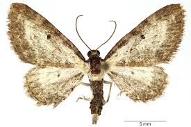 Attēlu rezultāti vaicājumam “Eupithecia succenturiata”