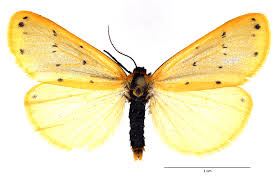 Attēlu rezultāti vaicājumam “Setina irrorella”