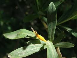 Attēlu rezultāti vaicājumam “Melampsora magnusiana”