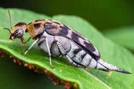 Attēlu rezultāti vaicājumam “Mordellidae”