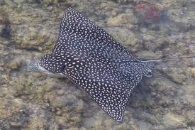 Image result for Aetobatus narinari