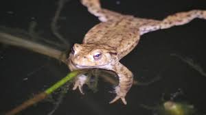 Attēlu rezultāti vaicājumam “Bufo bufo”