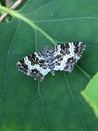 Attēlu rezultāti vaicājumam “Epirrhoe tristata imago”