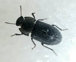 Attēlu rezultāti vaicājumam “Opatrum sabulosum”