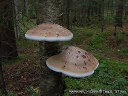 Attēlu rezultāti vaicājumam “Piptoporus betulinus”