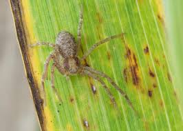 Attēlu rezultāti vaicājumam “Philodromidae”