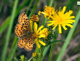 Attēlu rezultāti vaicājumam “Boloria titania underside”