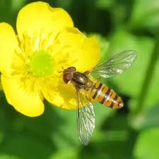 Attēlu rezultāti vaicājumam “Episyrphus balteatus”