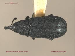 Attēlu rezultāti vaicājumam “Magdalis sp.”