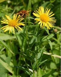 Attēlu rezultāti vaicājumam “Inula salicina leaf”