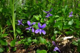 Attēlu rezultāti vaicājumam “Viola uliginosa”